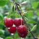 Image Of Fruits You Can Easily Grow In Your Home Garden