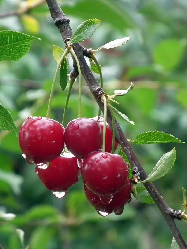 9 Fruits You Can Easily Grow In Your Home Garden