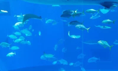 Image Of Largest Aquarium