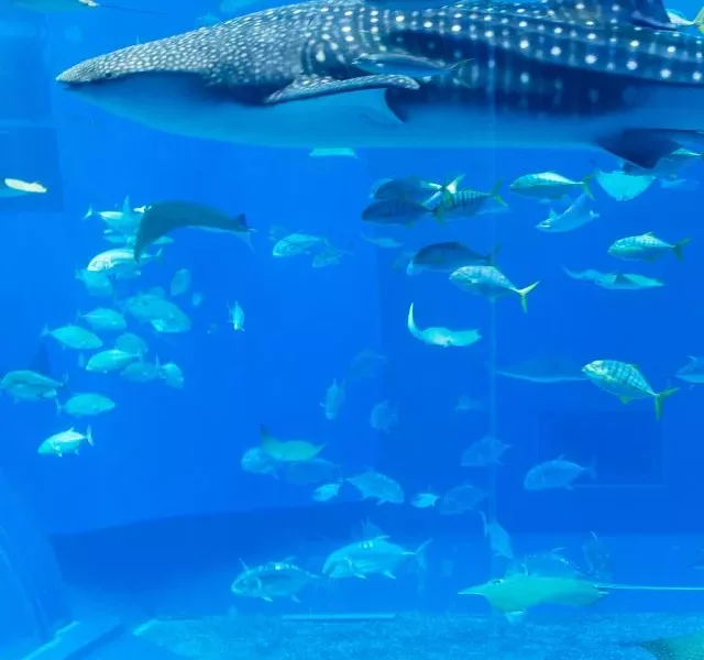 Image Of Largest Aquarium