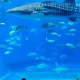 Image Of Largest Aquarium