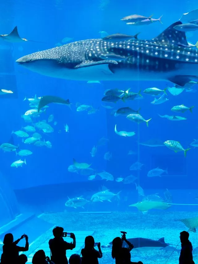 Largest Aquarium: 8 Largest Aquariums In The World