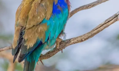 Image Of Most Colourful Birds In The World