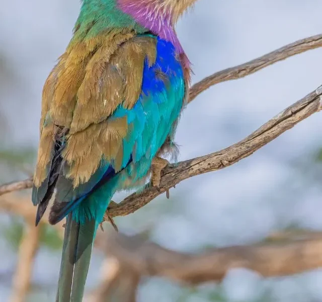 Image Of Most Colourful Birds In The World