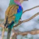 Image Of Most Colourful Birds In The World