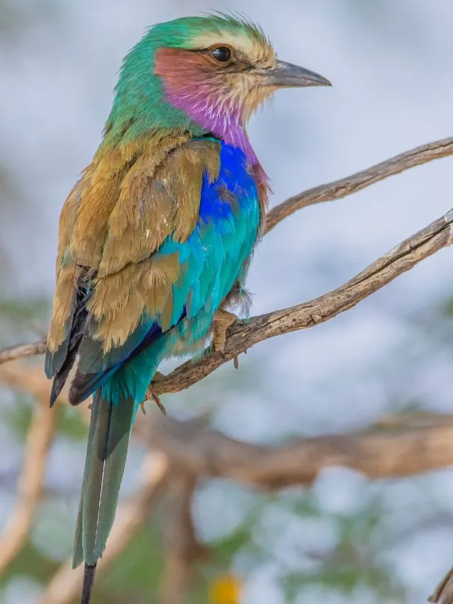 7 Most Colourful Birds In The World