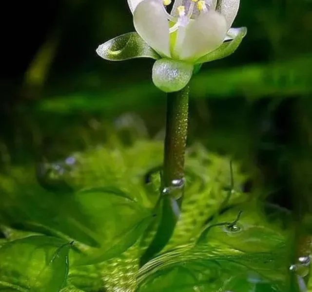 Image Of Plants That Eat Insects