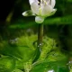 Image Of Plants That Eat Insects