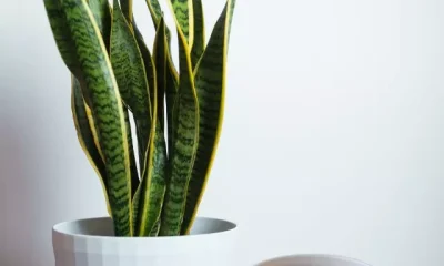 Image Of Snake Plant Benefits