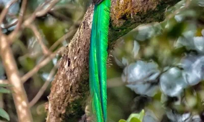 Image Of Splendid Birds With Hair