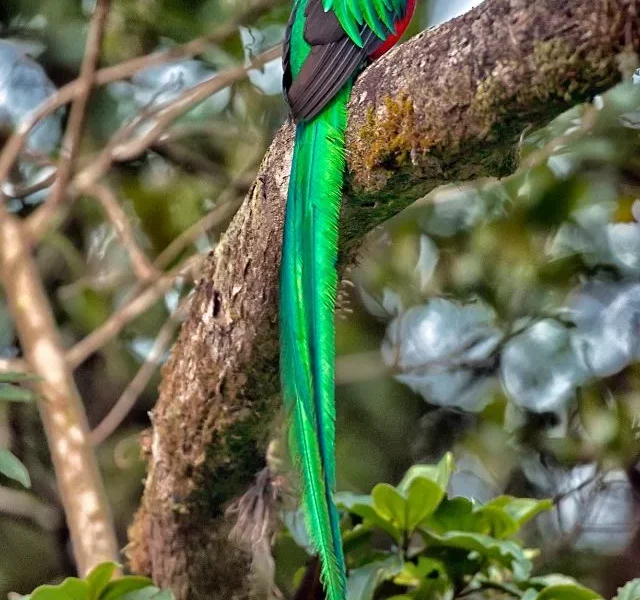 Image Of Splendid Birds With Hair