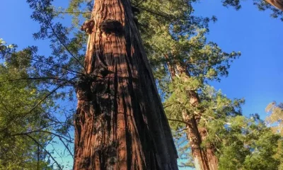 Image Of Tallest Trees