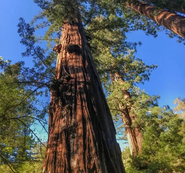 Image Of Tallest Trees