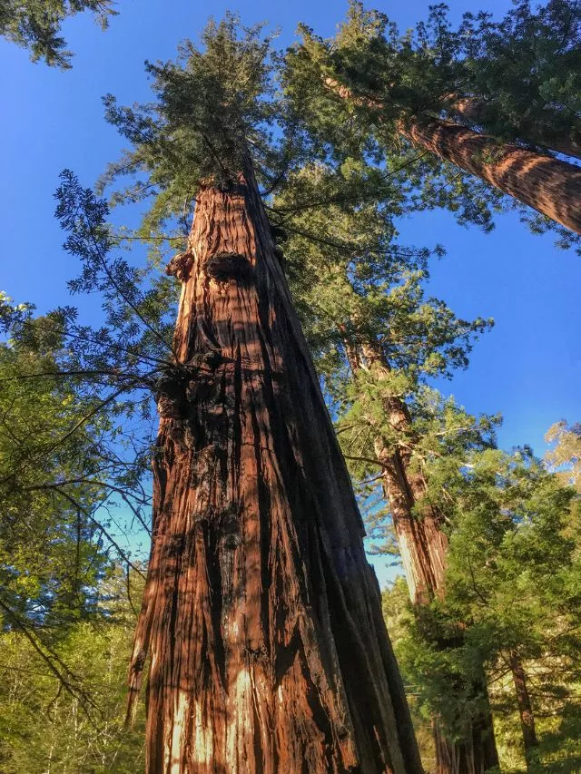 Tallest Trees: 7 Tallest Trees In The World
