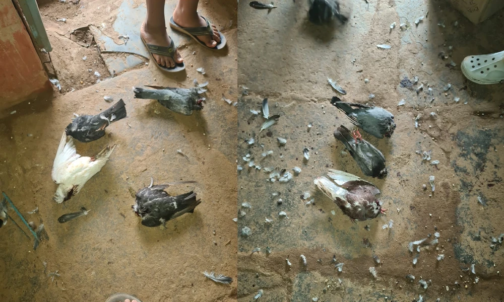 pigeons Dead