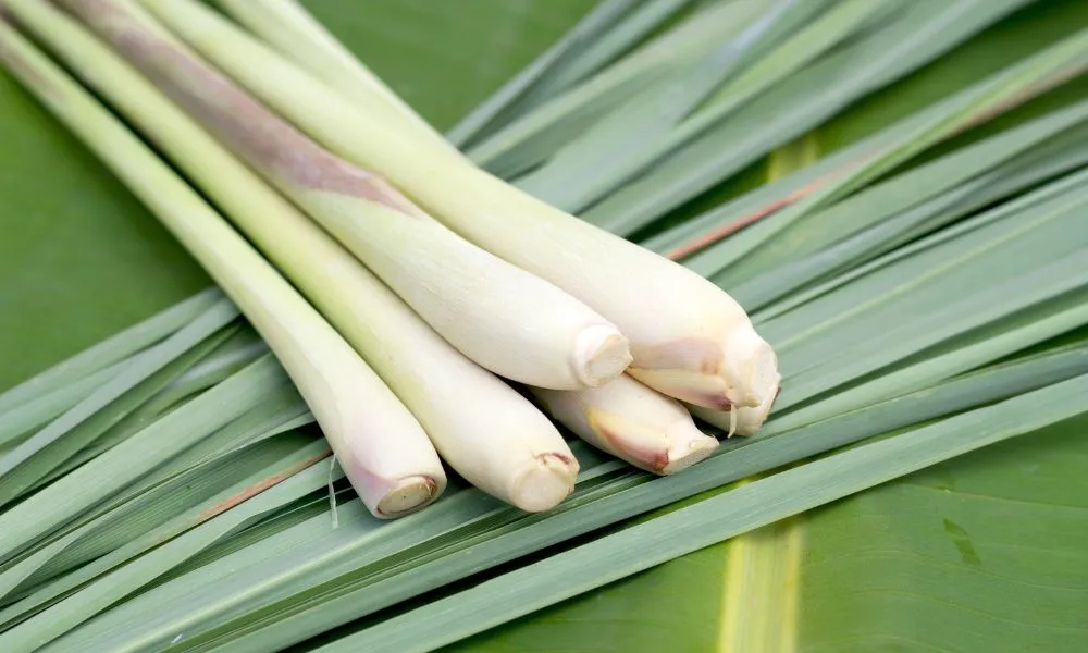 Lemon grass