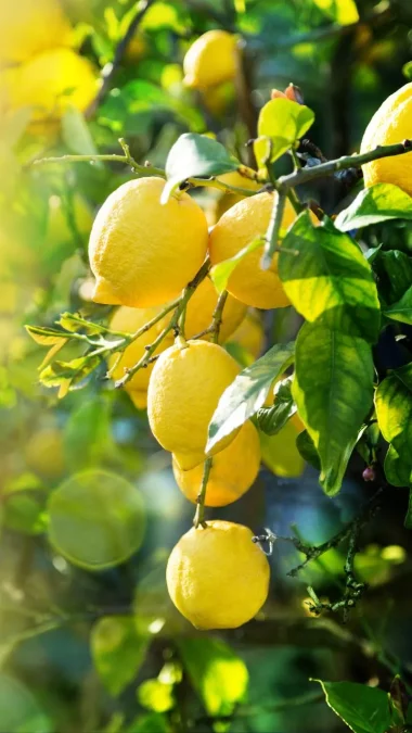 Lemons Fruits You Can Easily Grow In Your Home Garden