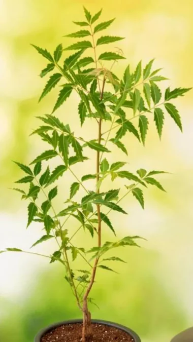 Neem Tree Plants That Are Best for Home As Per Vastu
