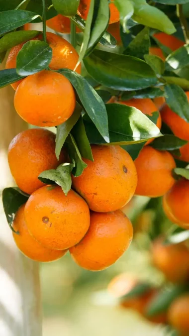 Oranges Fruits To Eat On Empty Stomach