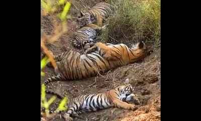 Tiger family taking a nap and Viral Video