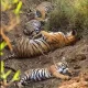 Tiger family taking a nap and Viral Video