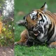 Charan nayak dead in tiger attack in Mysuru
