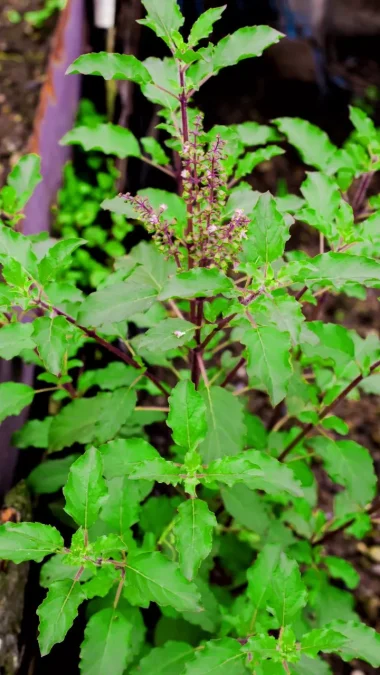 Tulsi Plants That Are Best for Home As Per Vastu
