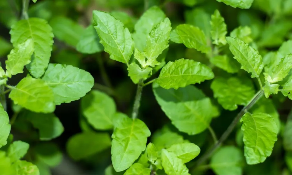 Tulsi