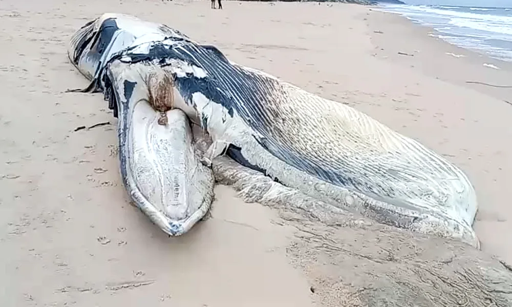 Uttara Kannada News Two Whale carcass found at Tonka Kasarakodu Beach at Honnavar