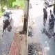 Stray Cow Drags older Man and he dies