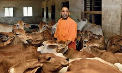 Yogi Adityanath With Cows