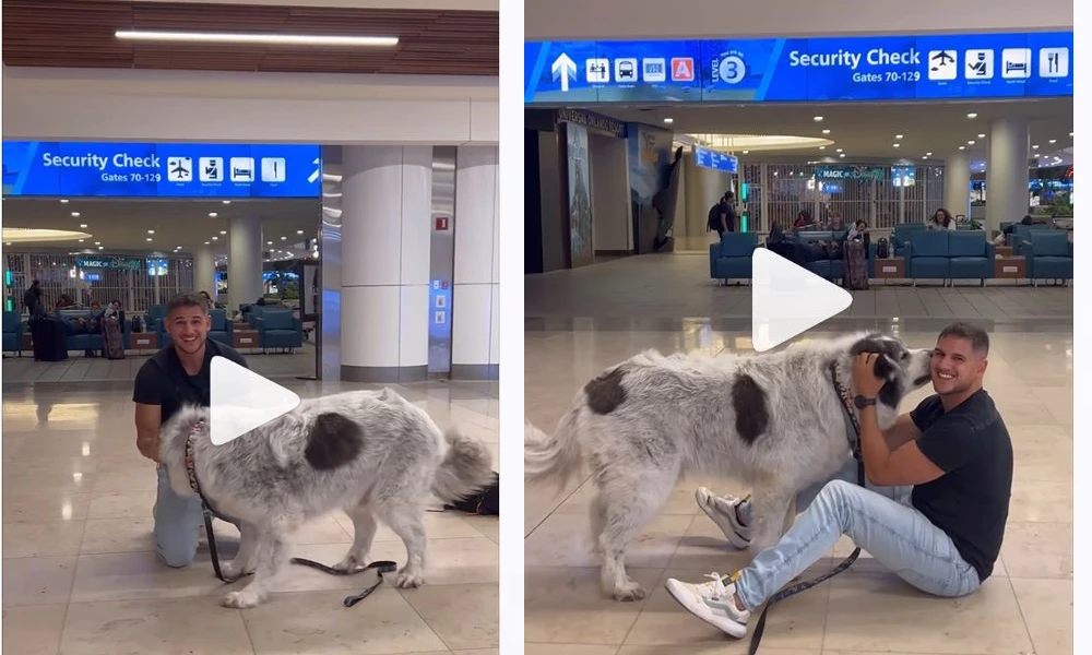 dog video goes viral