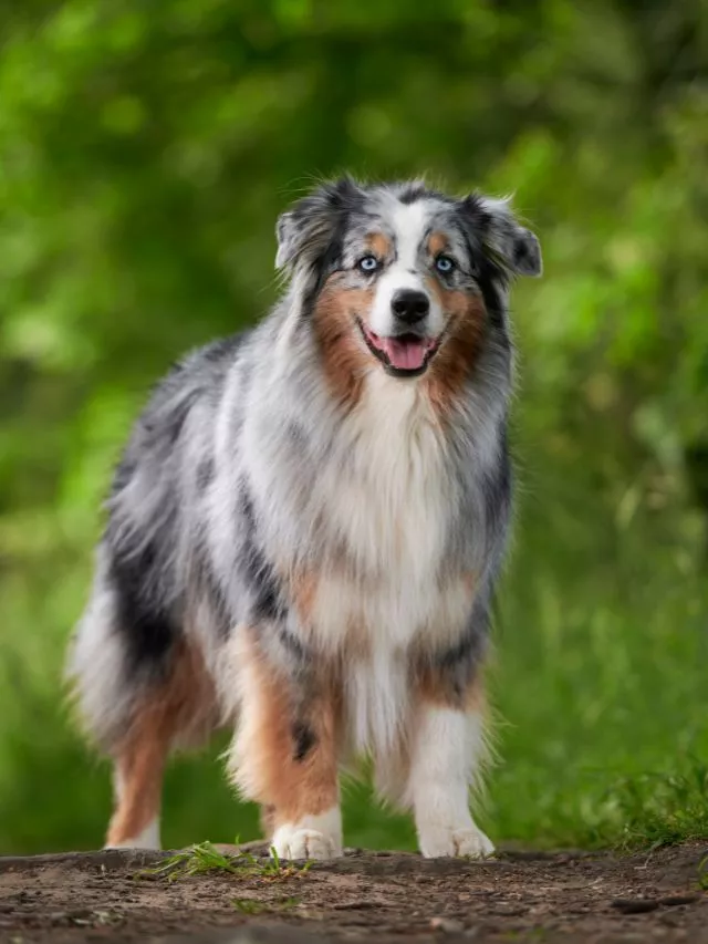 Top 8 Dog Breeds That Kill Snakes