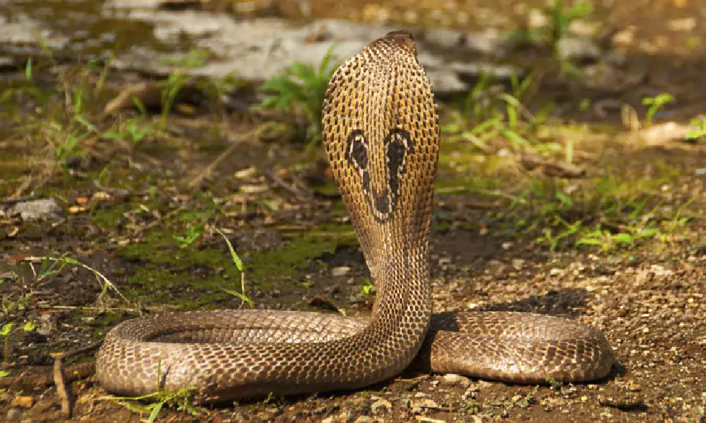 indian cobra