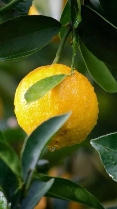 lemon Fruits To Lower Cholesterol