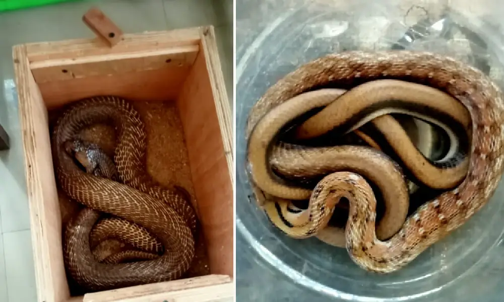Snake man arrested in Mysore
