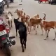 problem of stray dogs has increased in Shira