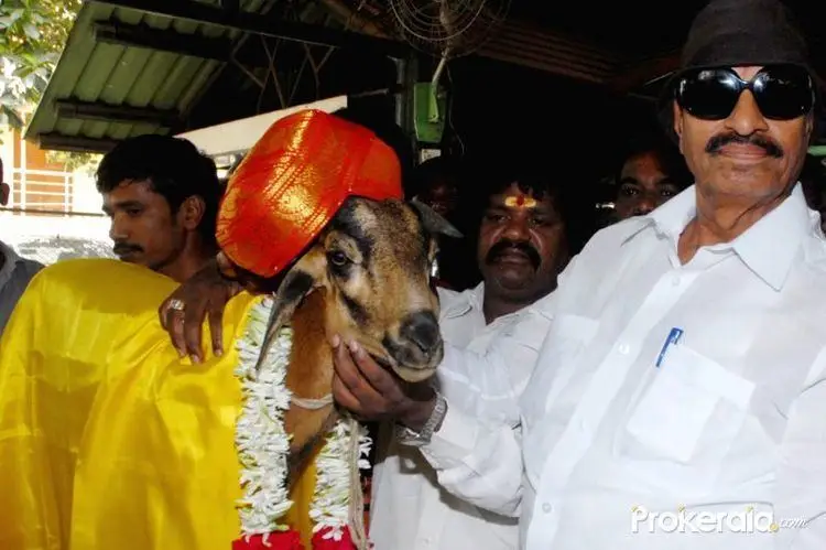 Vatal Nagaraj donkey marriage