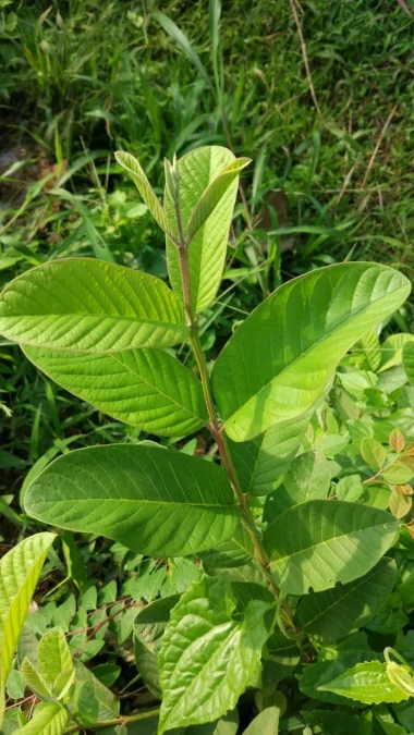 Anti-inflammatory properties Guava Leaves Benefits