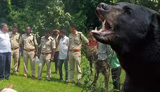 Bear attack at Khanapura