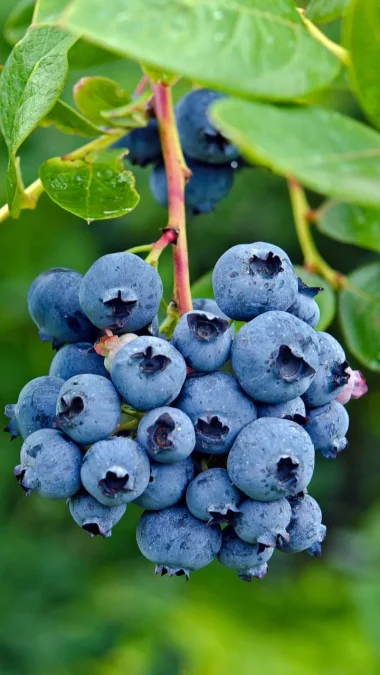 Blueberry Foods That Slow Down Ageing