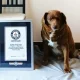 Worlds oldest dog bobi dies at age of 31, in portugal