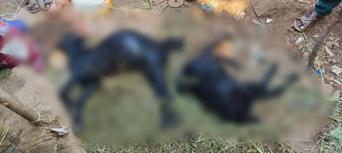 Dogs attack and kill goats in Bagalakote