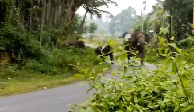 Elephant attack at Chikkamagaluru