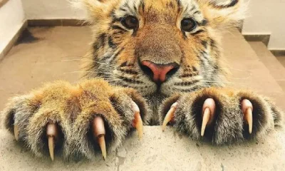 Tiger Nail