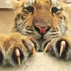 Tiger Nail
