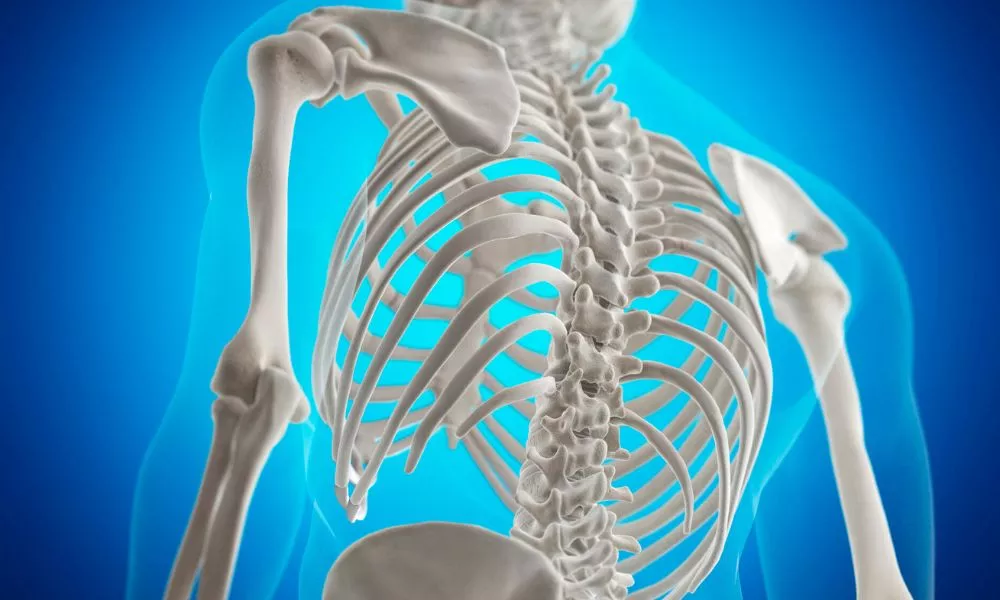 Illustration of the back bones.