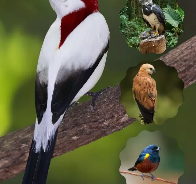 Image Of Amazon Rainforest Birds