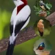 Image Of Amazon Rainforest Birds