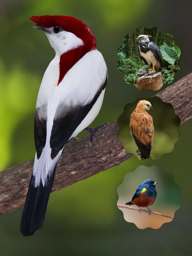 Amazon Rainforest Birds: 8 Rare Birds of the Amazon Rainforest